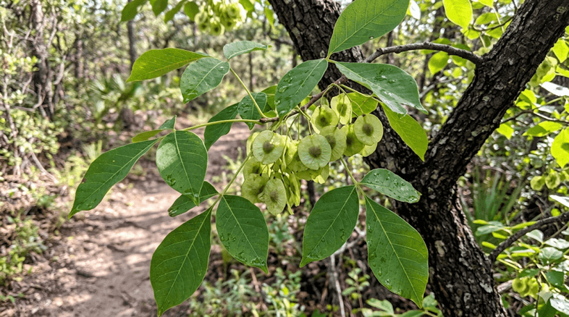 Hop-tree (Wafer Ash)